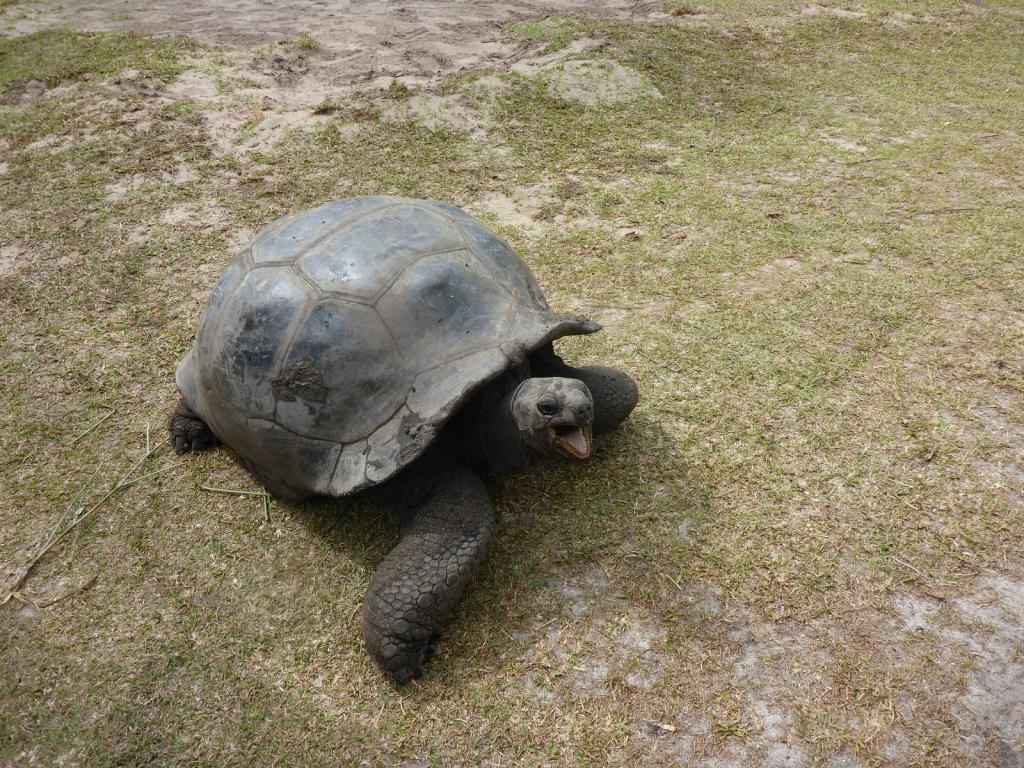 Riesenschildkröte auf Curieuse