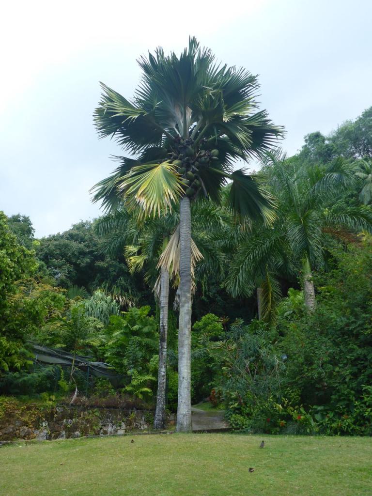 Botanischer Garten in Victoria