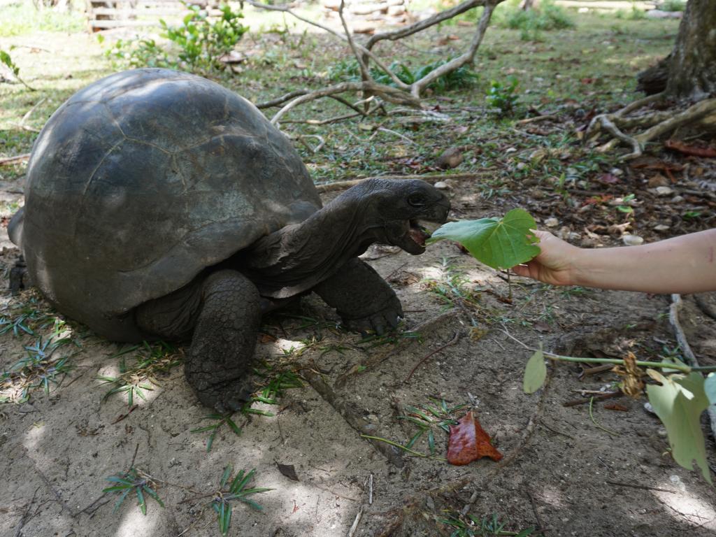 Riesenschildkröte auf Praslin