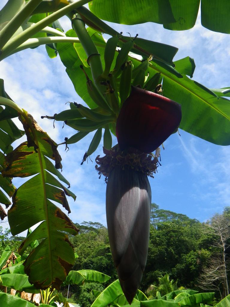 Bananen bei Belle Vue