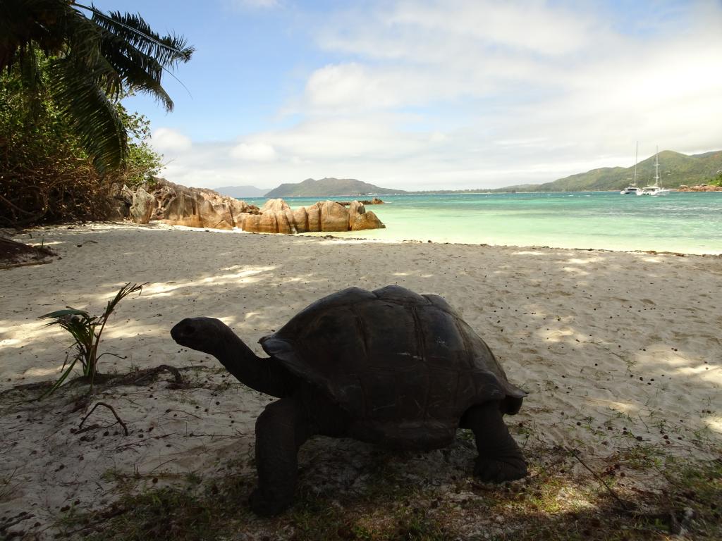 Schildkröte auf Curieuse