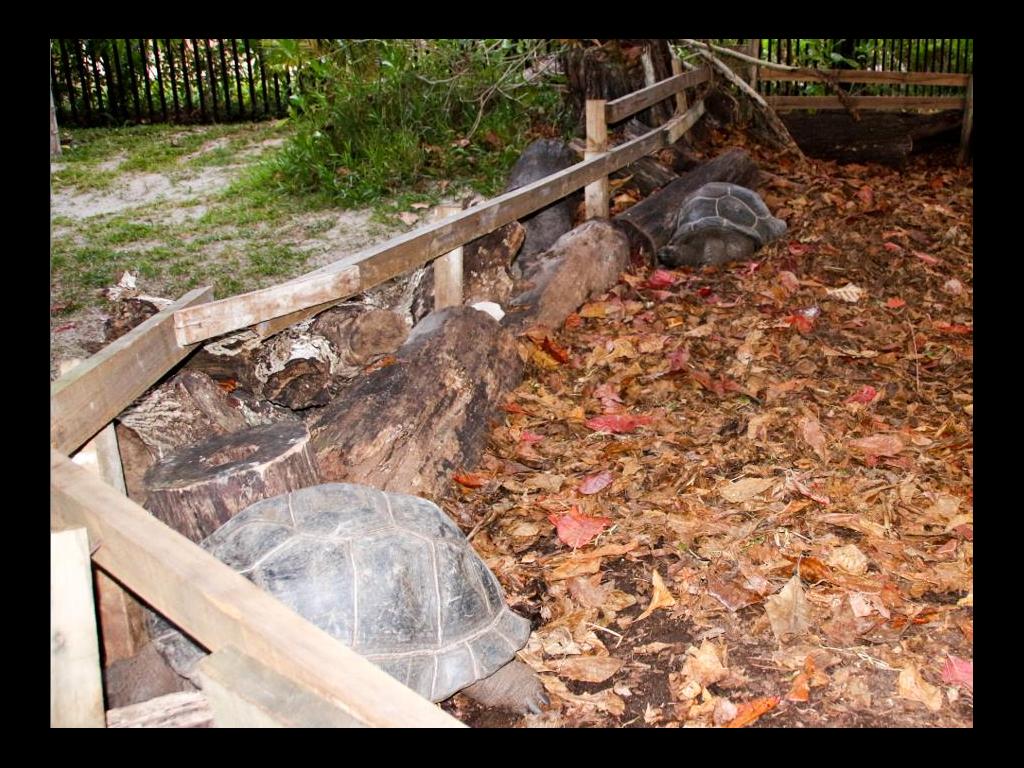 Landschildkrötengehege <accommodation>219|Heliconia Grove</accommodation>, Praslin