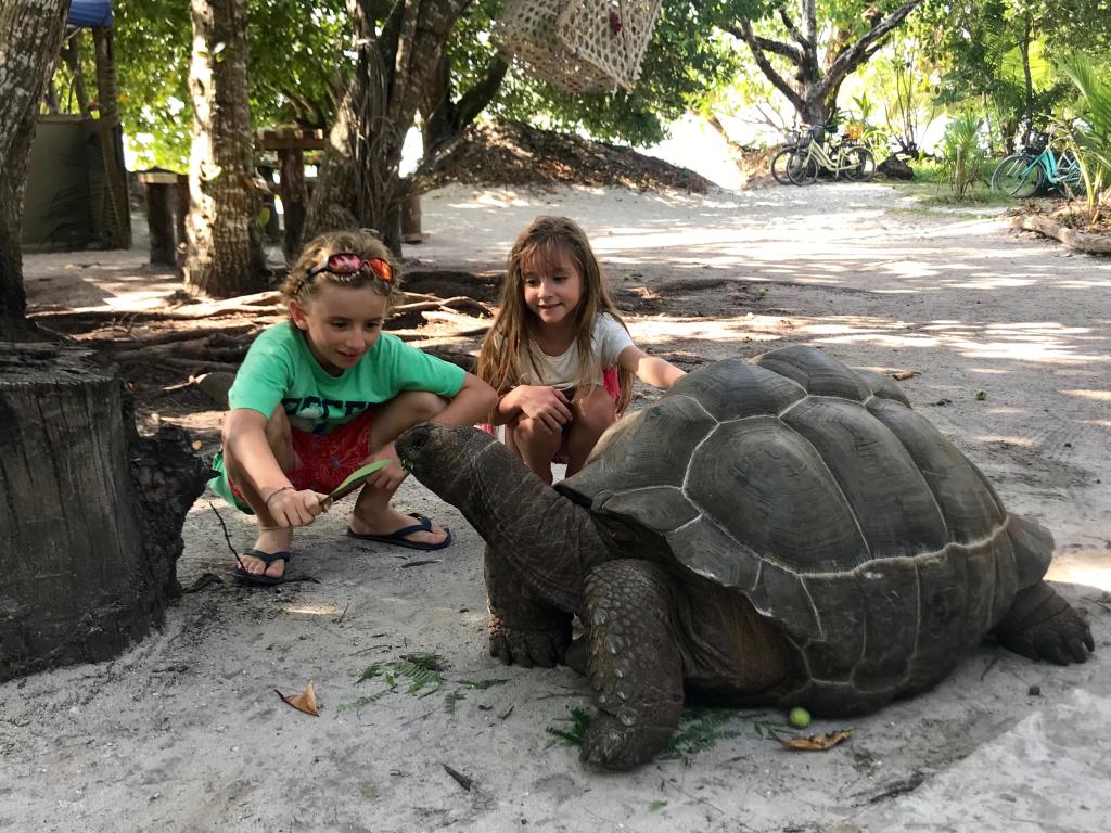 La Digue: la tartaruga gigante