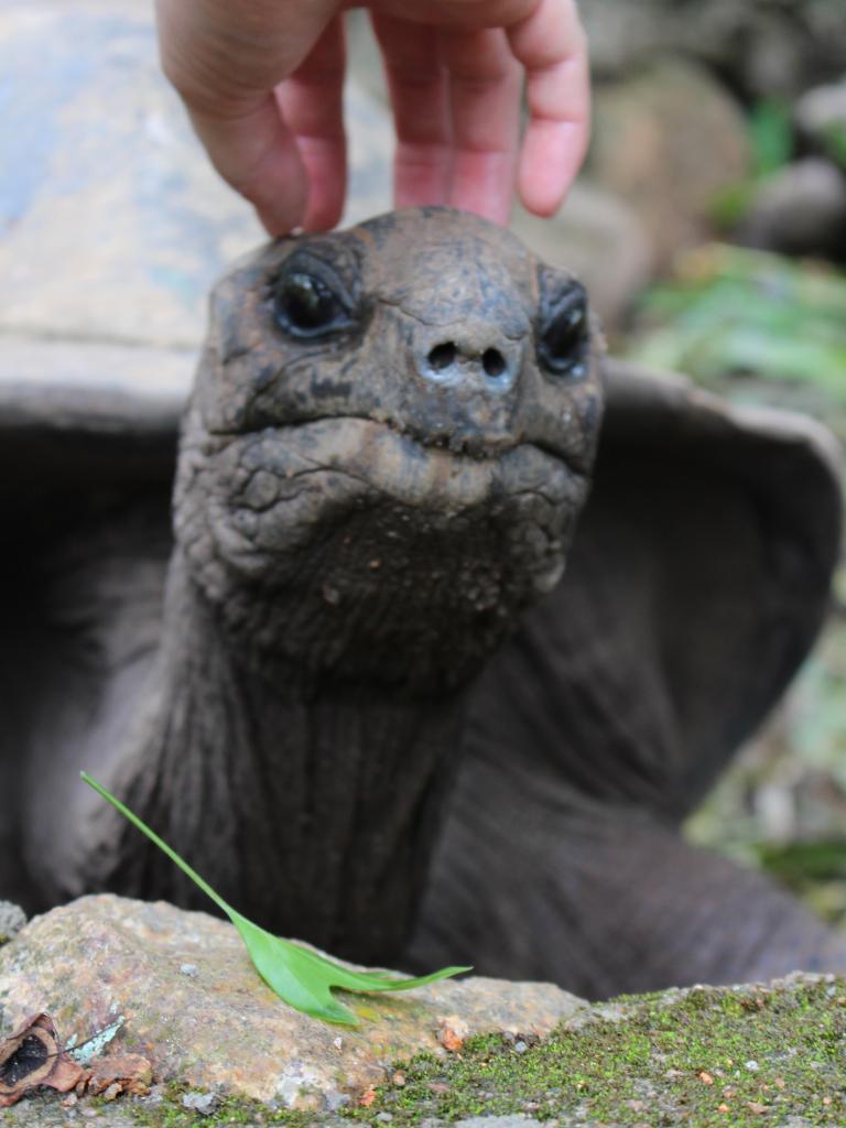 Schildkröte im <a href=