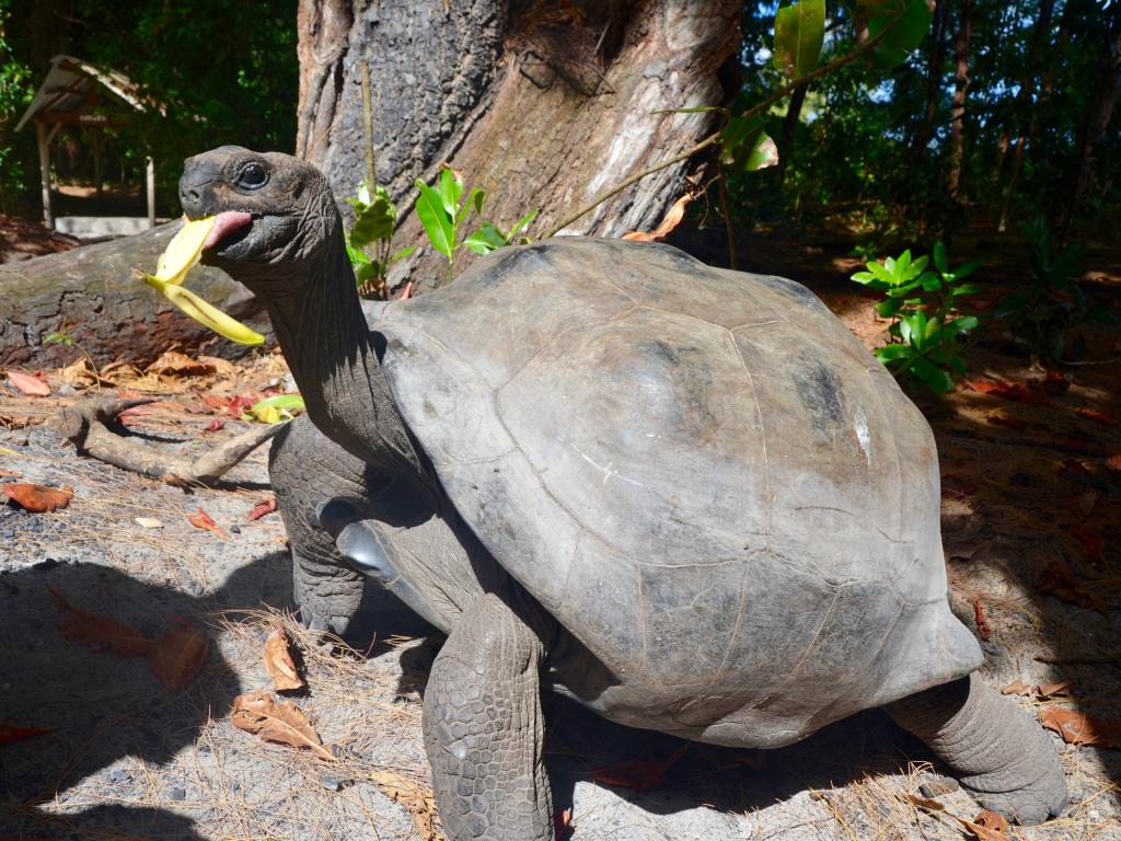 Landschildkröte auf Curieuse