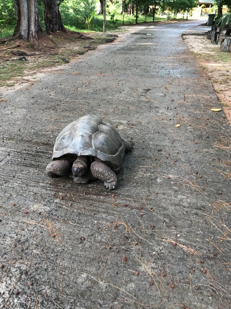 Schildkröte auf La Digue