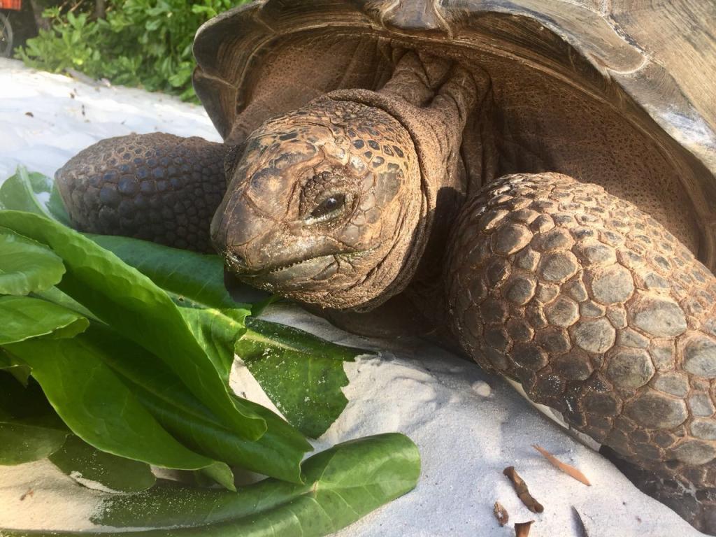 Schildkröte an der <beach>13|Anse Severe</beach>, La Digue