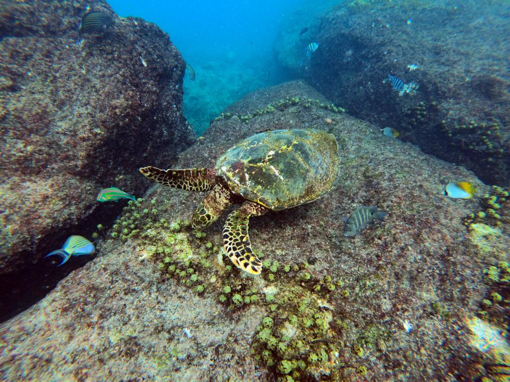 Schildkröte bei Saint Pierre