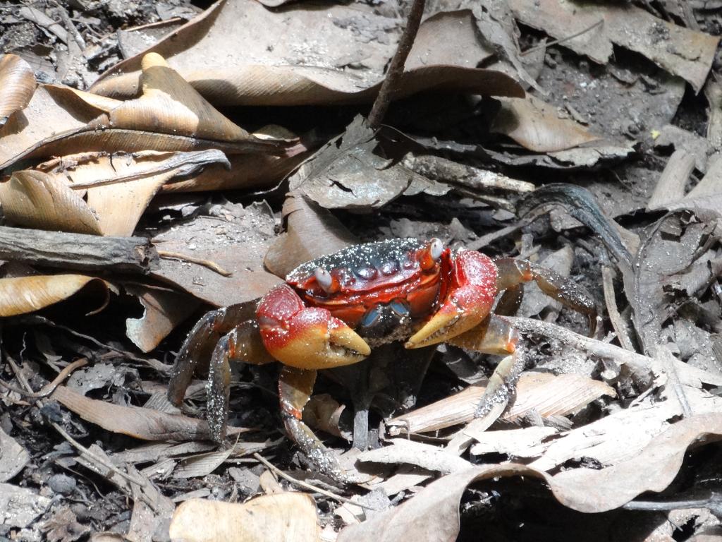 Mangrovenwald Curieuse-Island