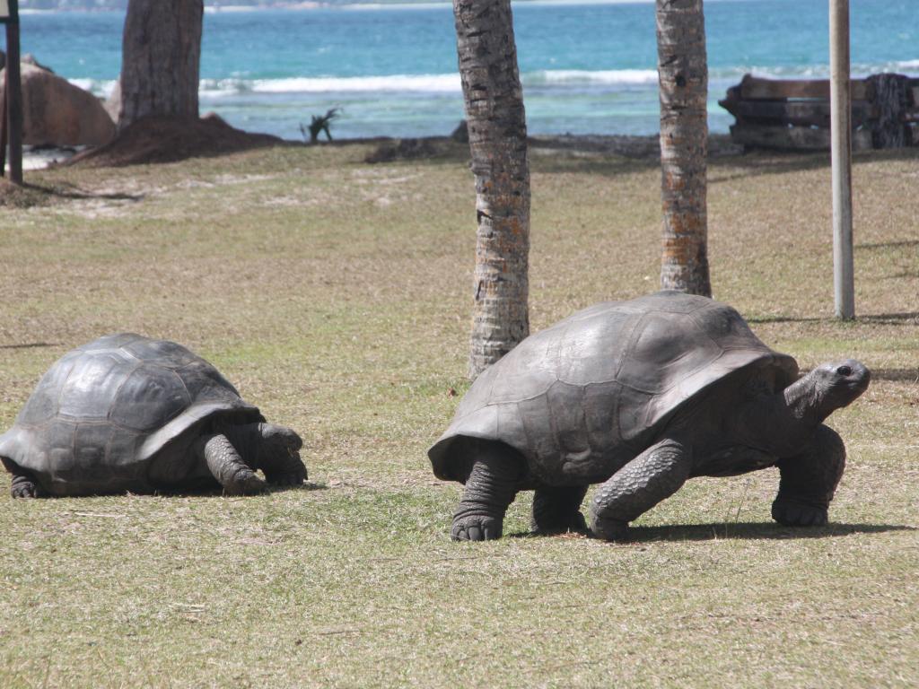 Schildkröten auf Curieuse