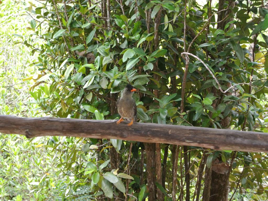 Der Volgel „Seychelles Bulbul“ im <a href=