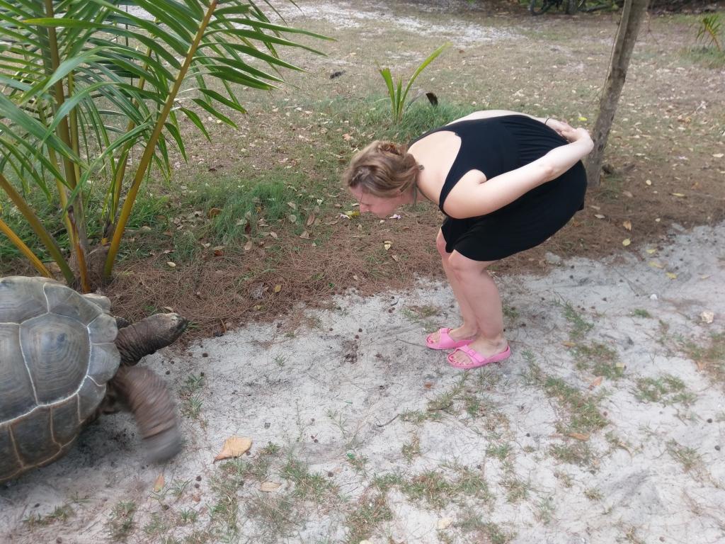 Unerwartetes Treffen einer Schildkröte auf La Digue