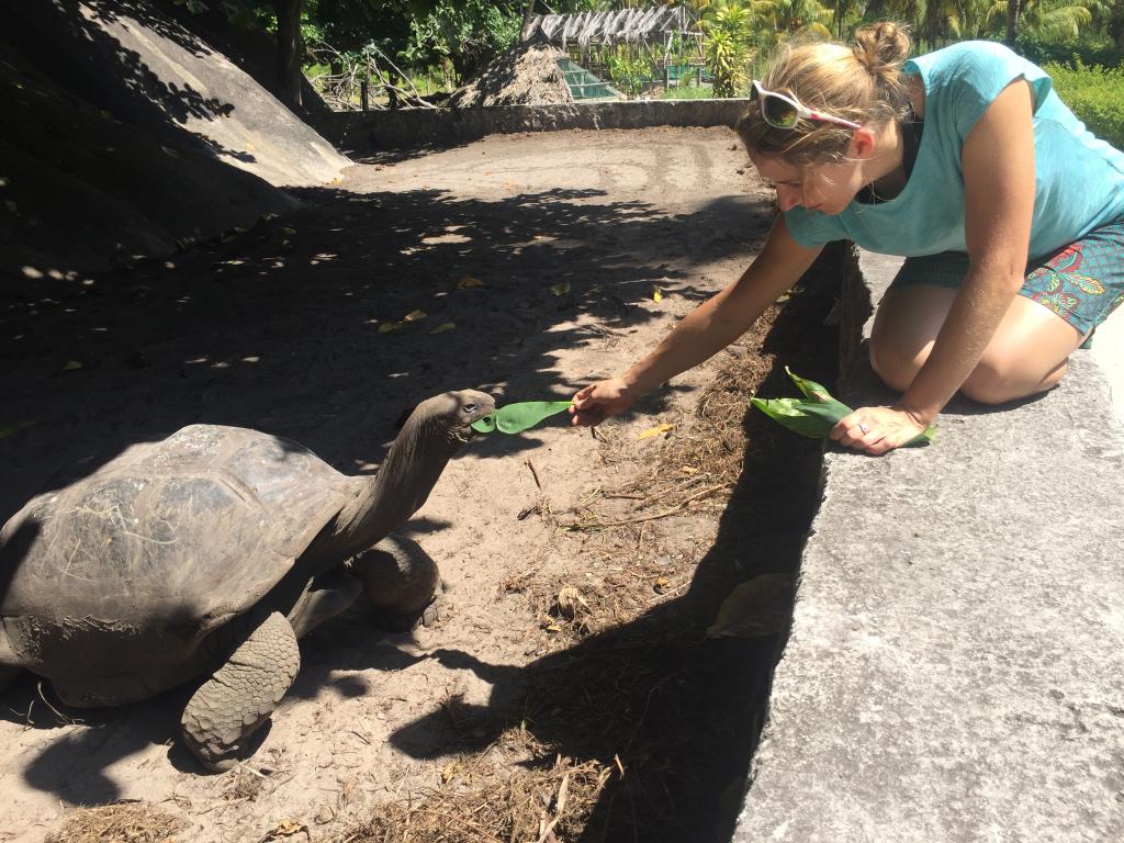 Riesenschildkröte mit Riesenhunger