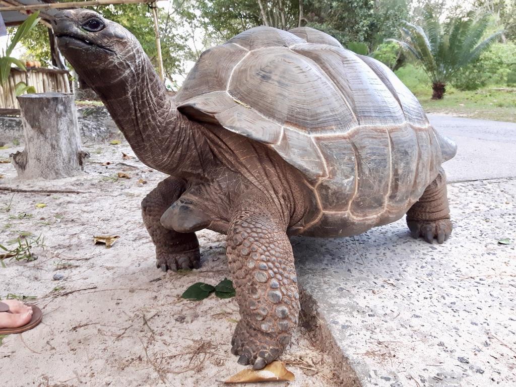 Riesenschildkröte auf La Digue