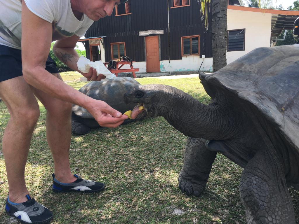 Tartarughe di Aldabra a Curieuse Island