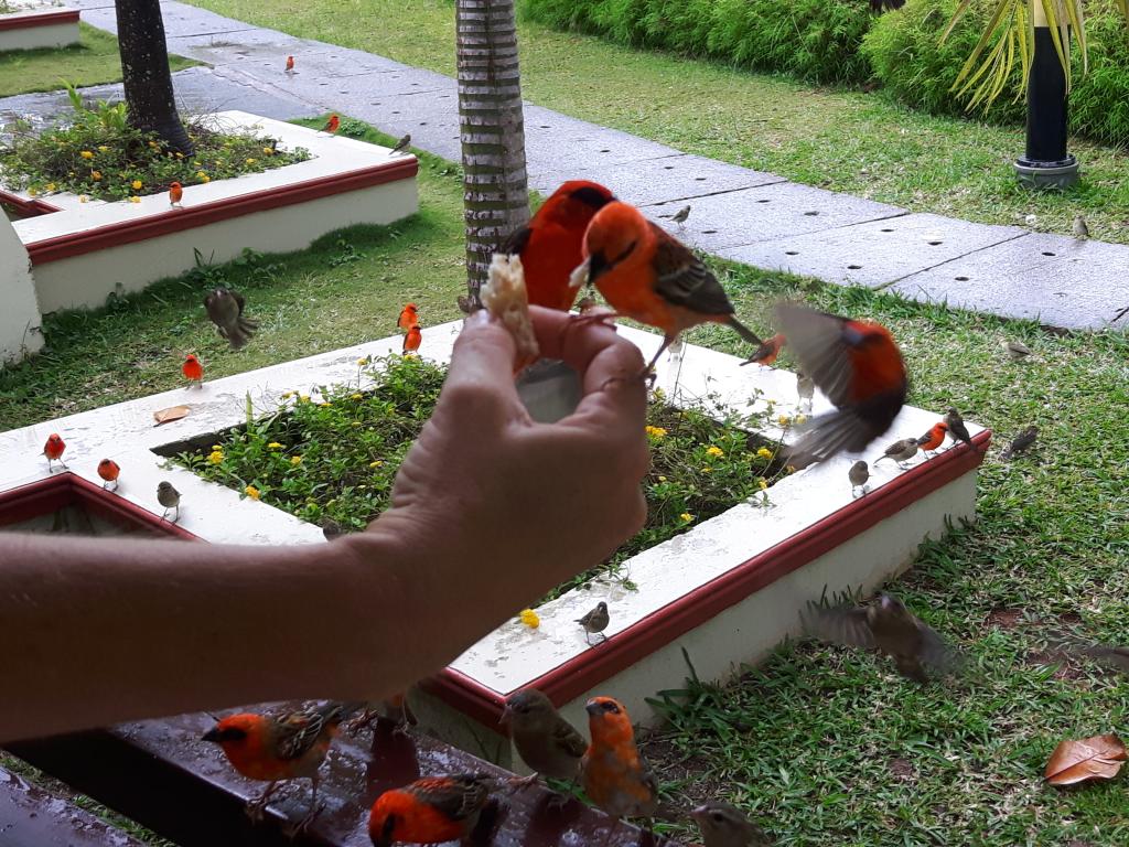 Zahme Vögel auf Praslin