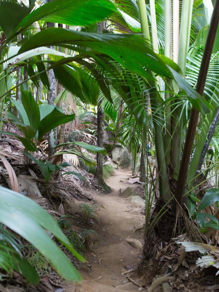 Vallée de Mai auf Praslin