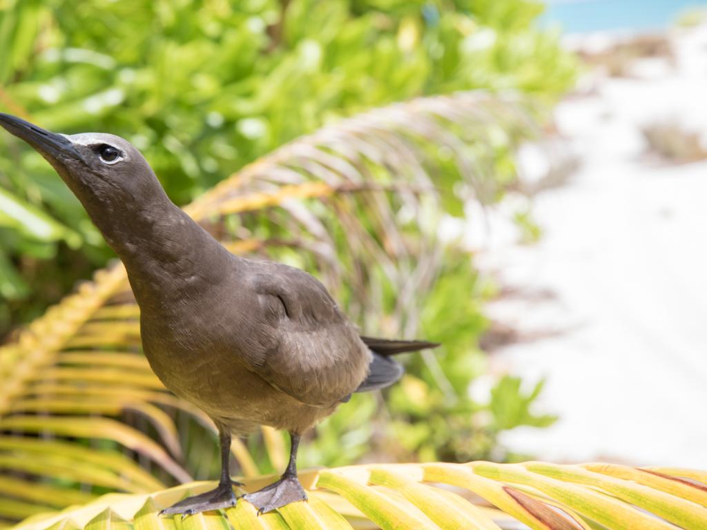 Der Namensgeber von Bird Island