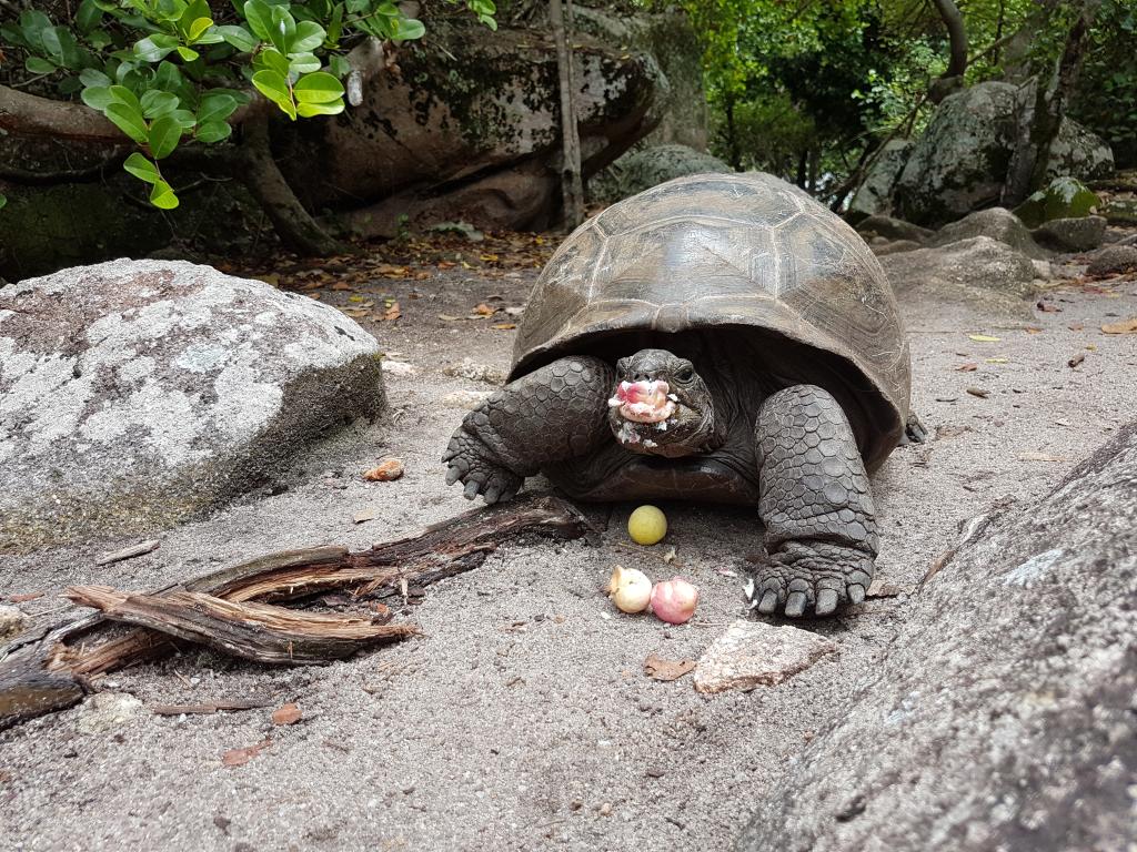 Riesenschildkröte auf Curiesue