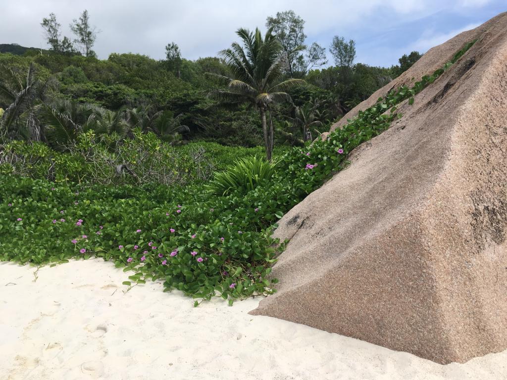 Grand Anse, La Digue