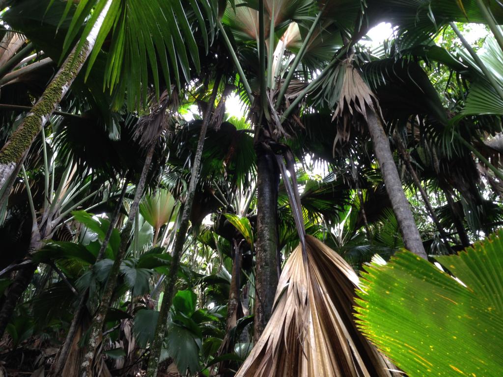 Valée de Mai, Praslin