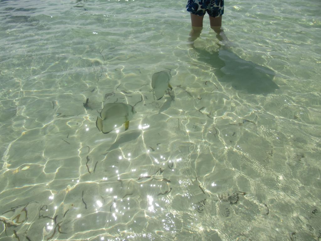 Wanderung durchs Wasser am Anse Source d' Argent