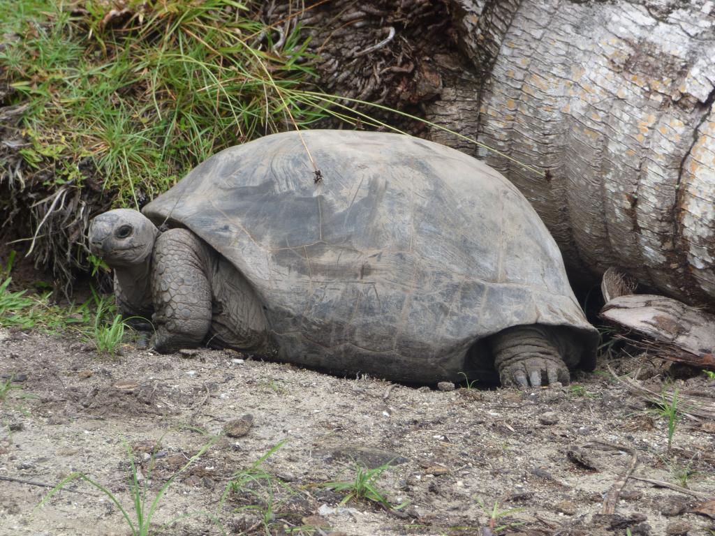 Riesenschildkröte auf Curieuse Island