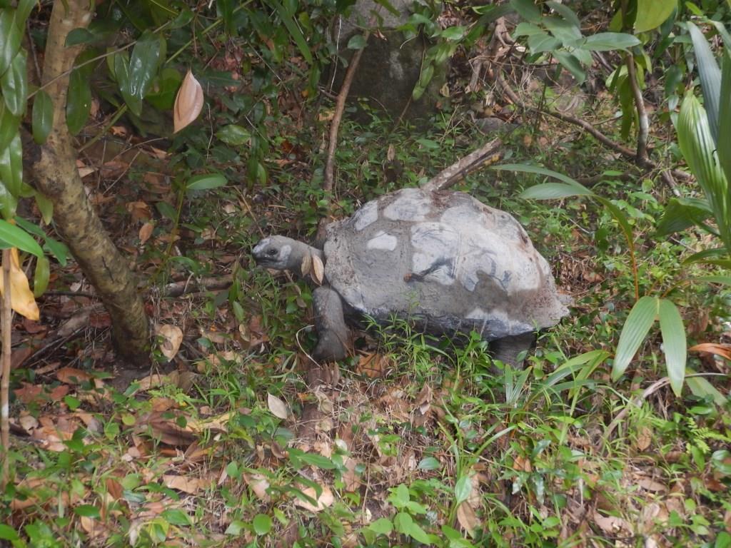 Schildkröte auf Cerf