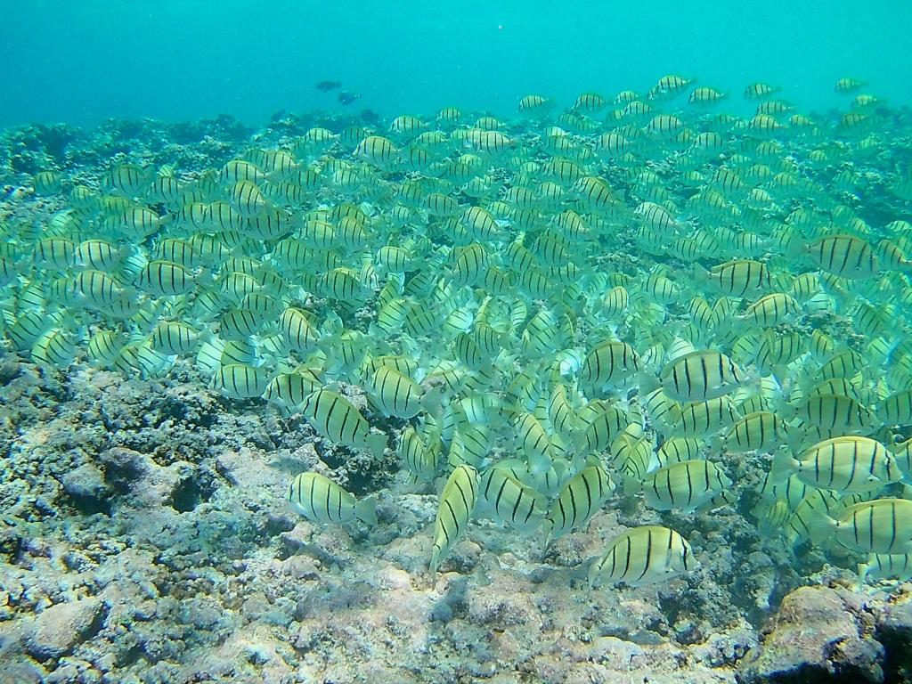 Fische entdecken beim schnorcheln