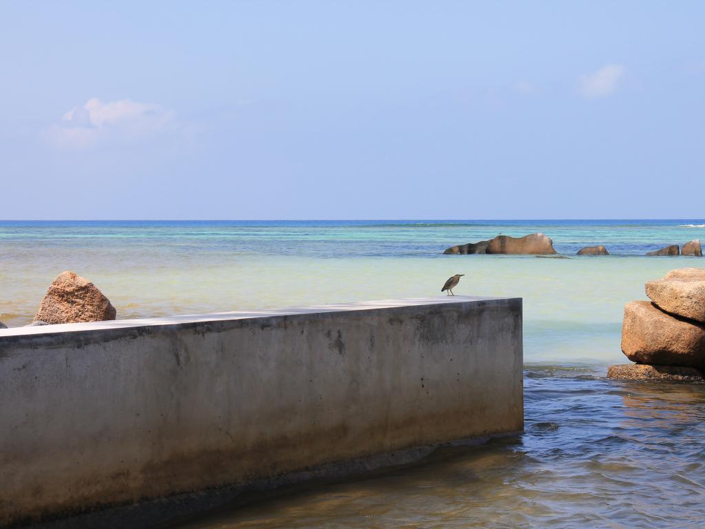 Vögel am Strand