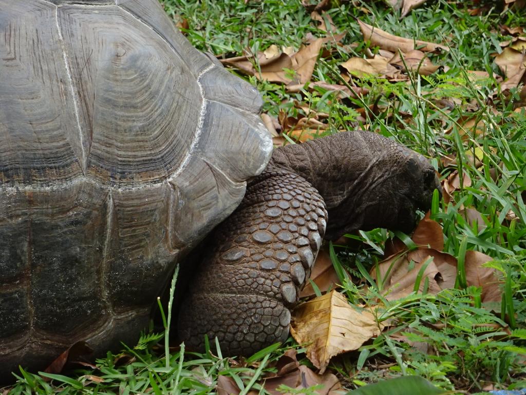 Riesenschildkröte