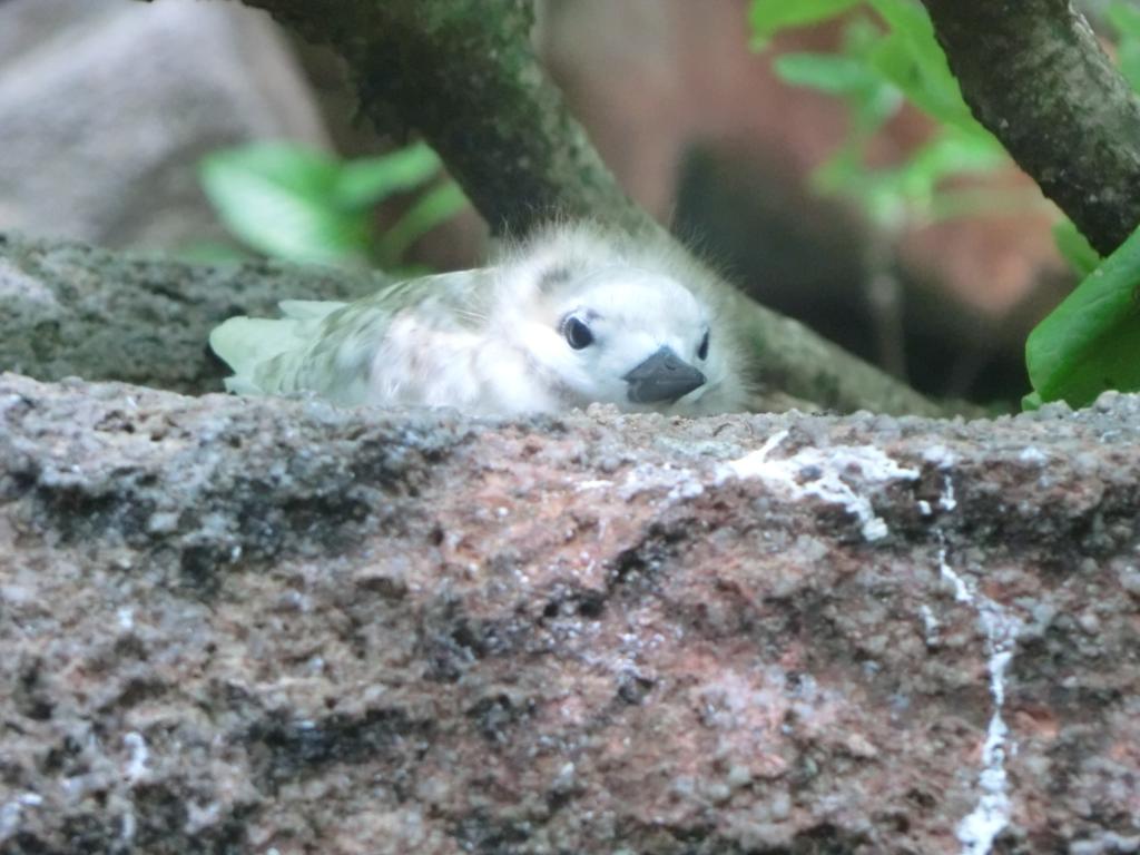 Vogelwelt auf Aride