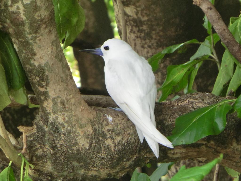 Fairy Tern Bird auf Cousin