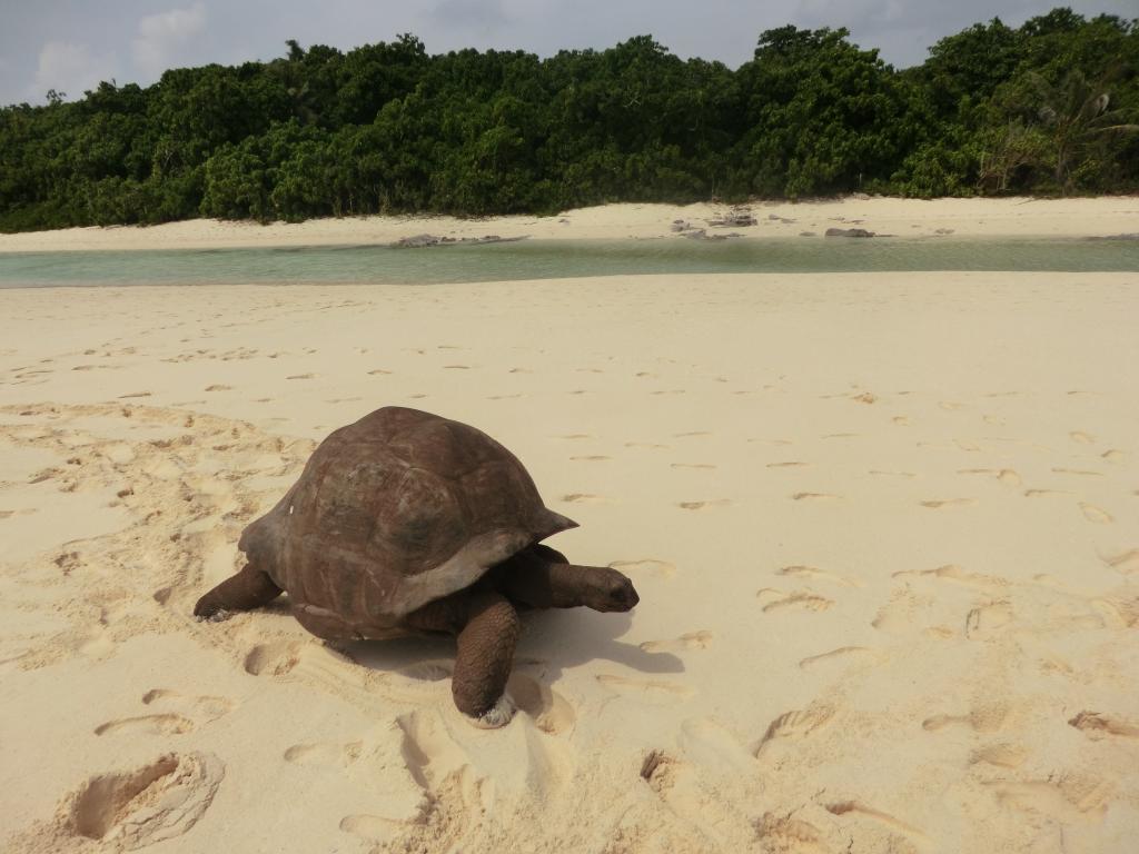 Schildkröte auf Cousin