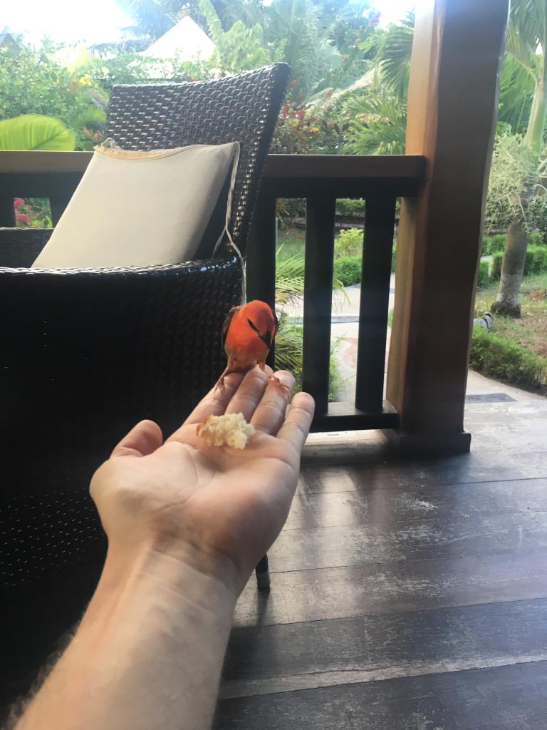 Zahmer Vogel auf La Digue