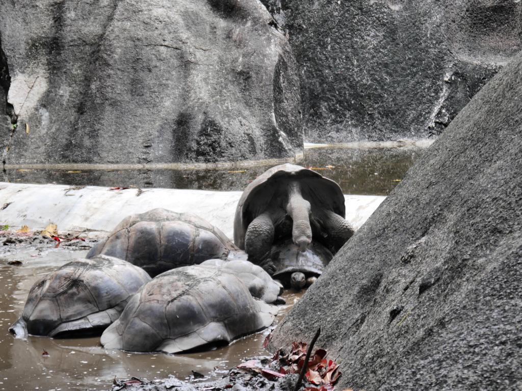 Fortpflanzungsfreudige Schildkröten