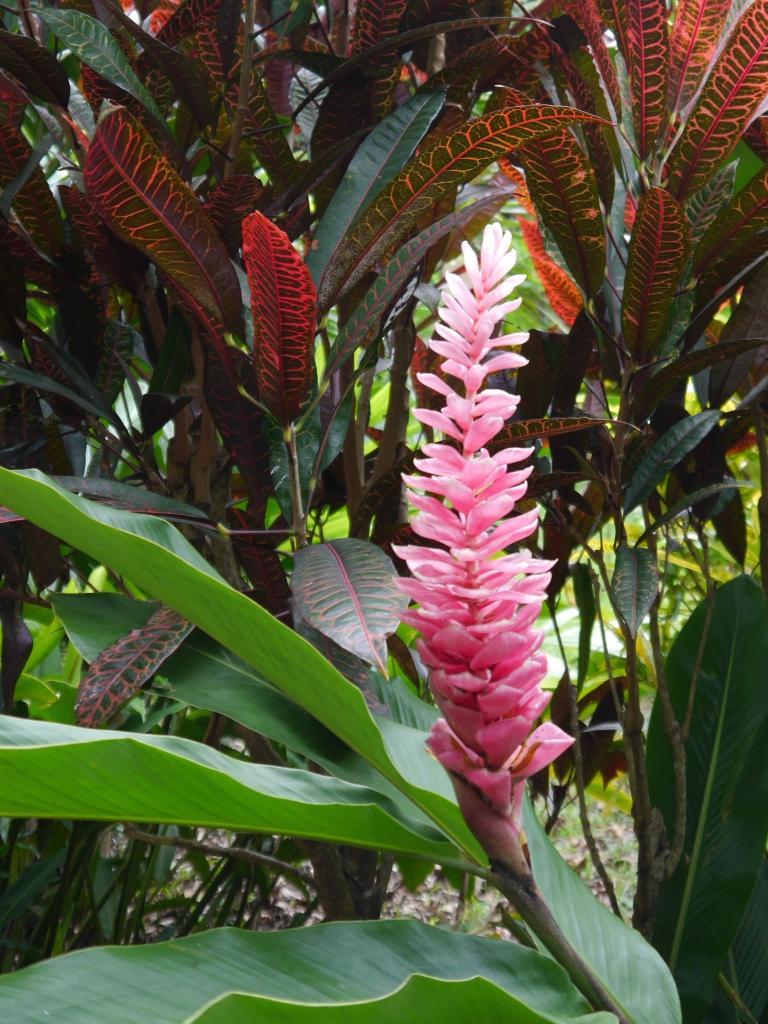 Flora auf La Digue