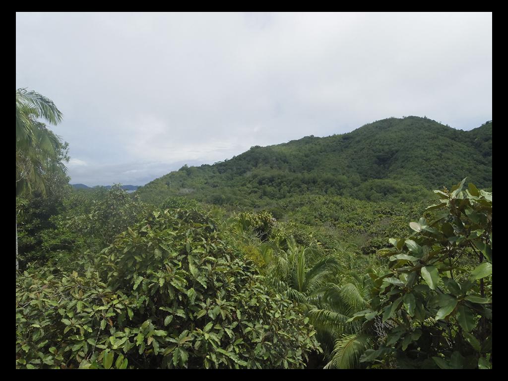 Regenwald Praslin