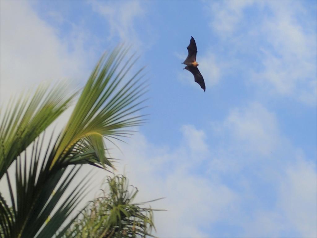 Fledermaus auf Mahé