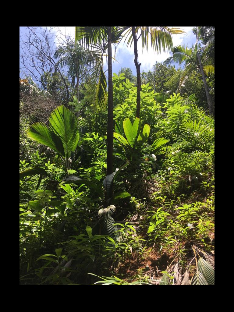 Vallée de Mai auf Praslin