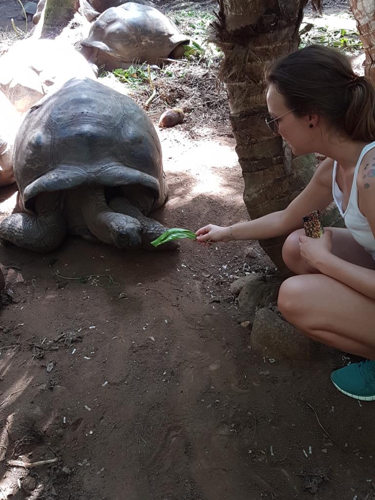 Schildkröten auf Mahé