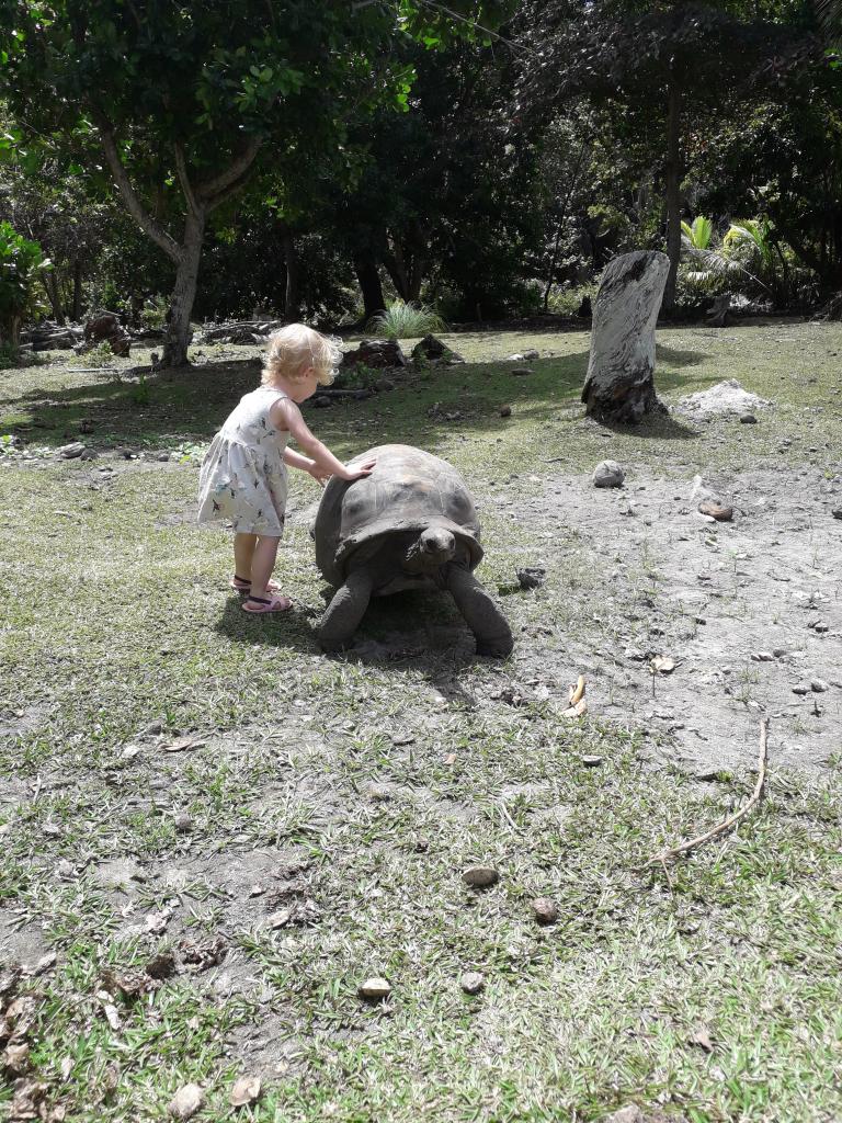 Le tartarughe giganti a Curieuse