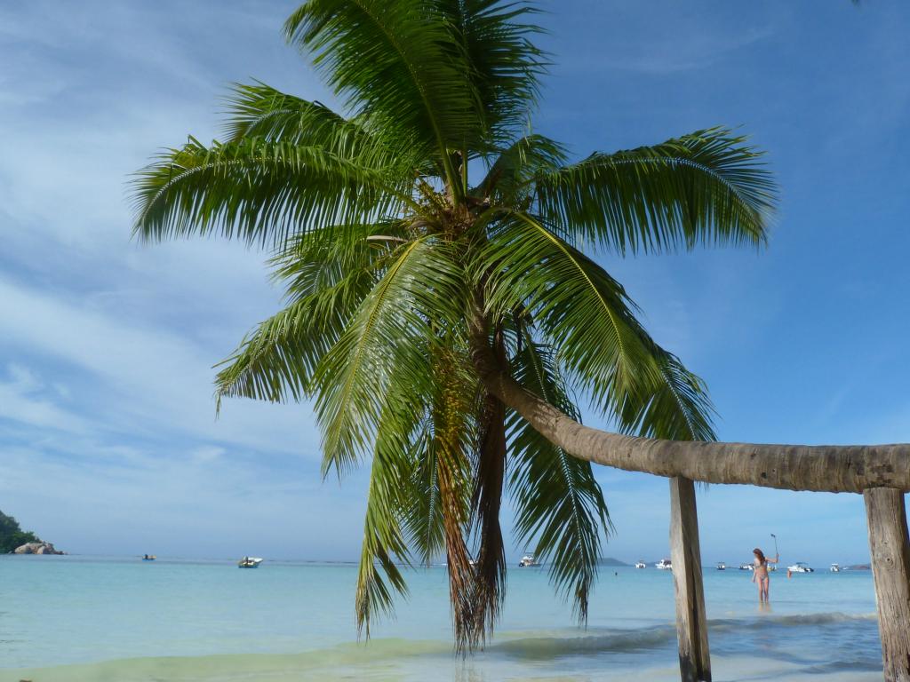 Palma ad Anse Volbert (Côte d'Or), Praslin