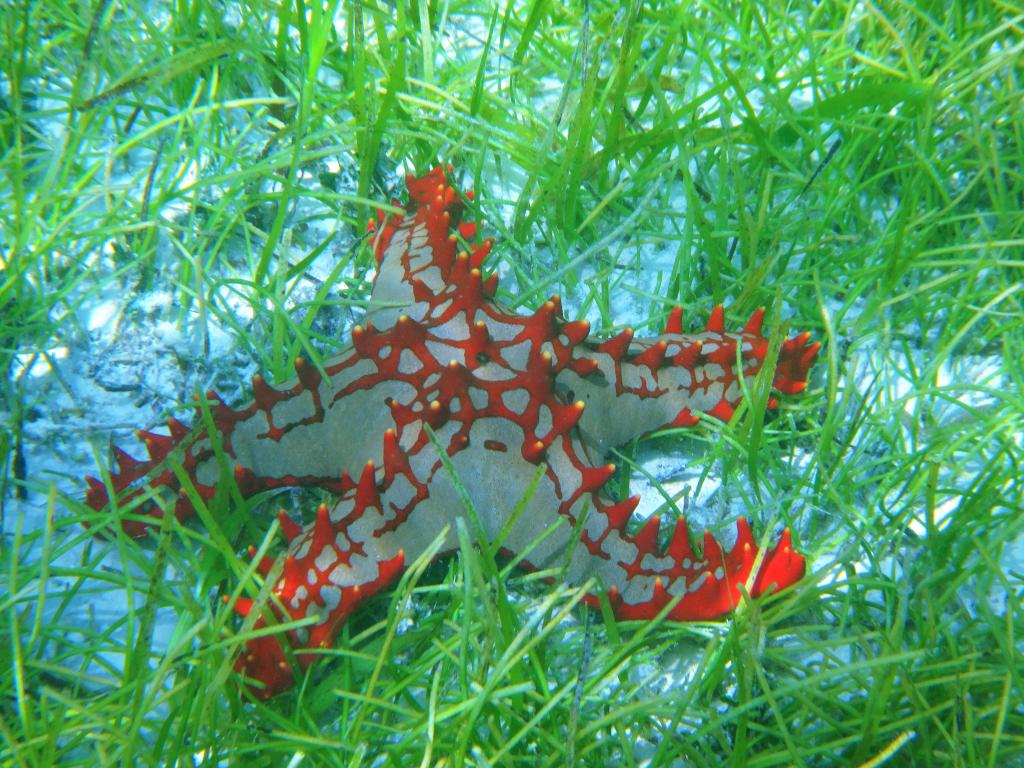 Stella marina ad Anse Source d'Argent, La Digue