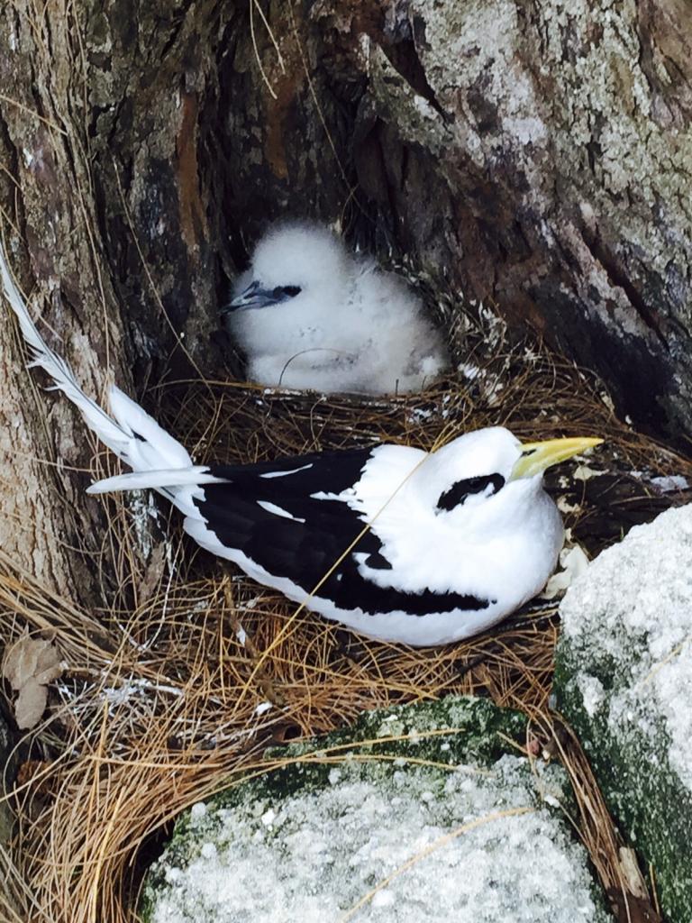 Bird Island, Weißschwanz-Tropikvogel Nest