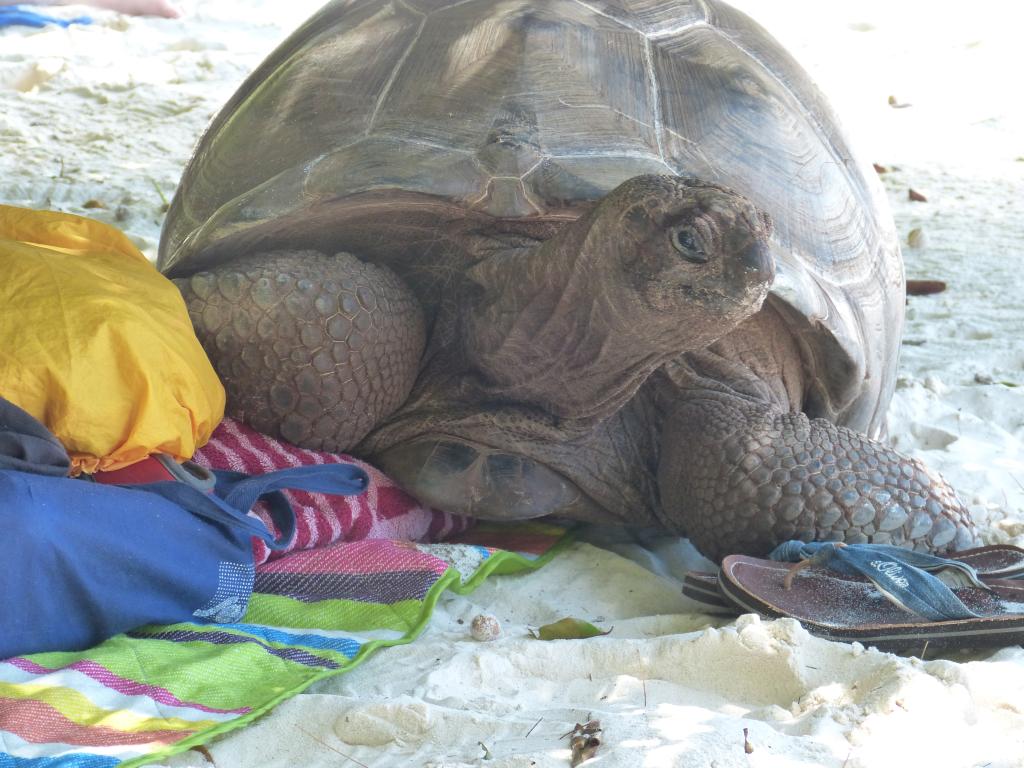 Anse Severe auf La Digue