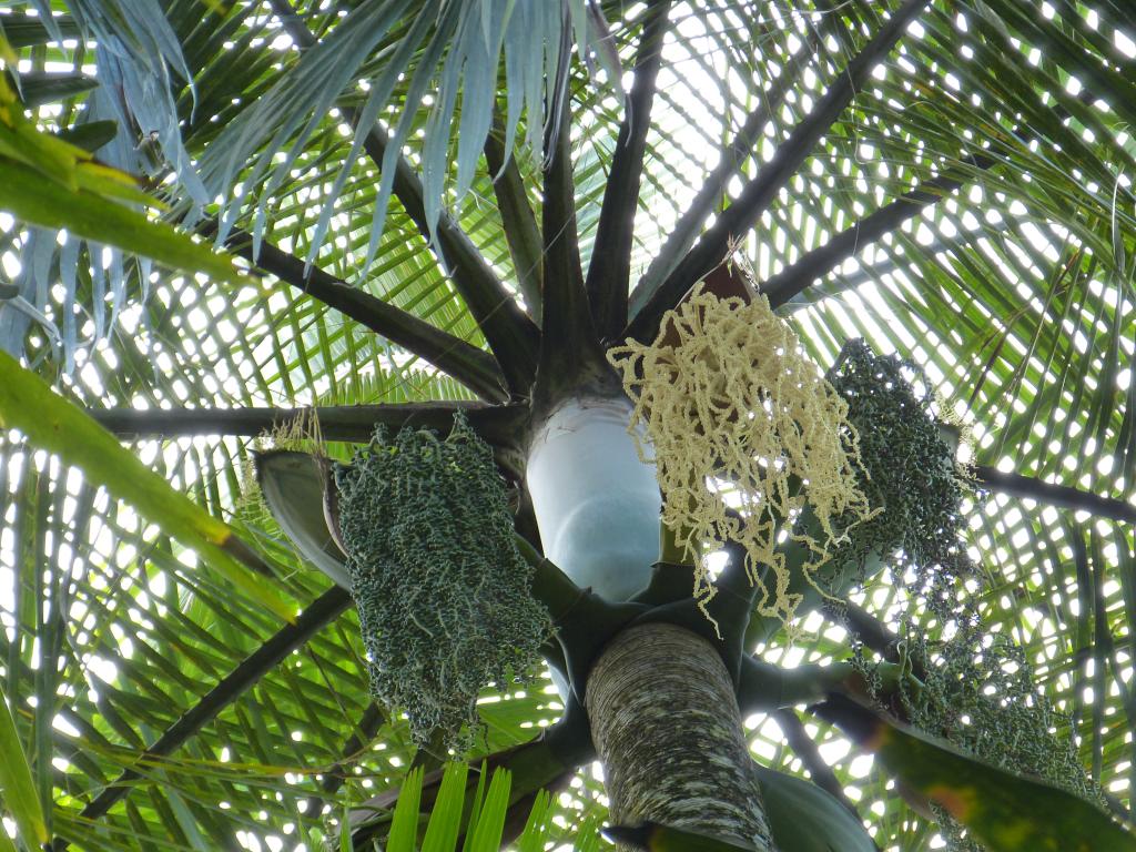 Vallée de Mai auf Praslin