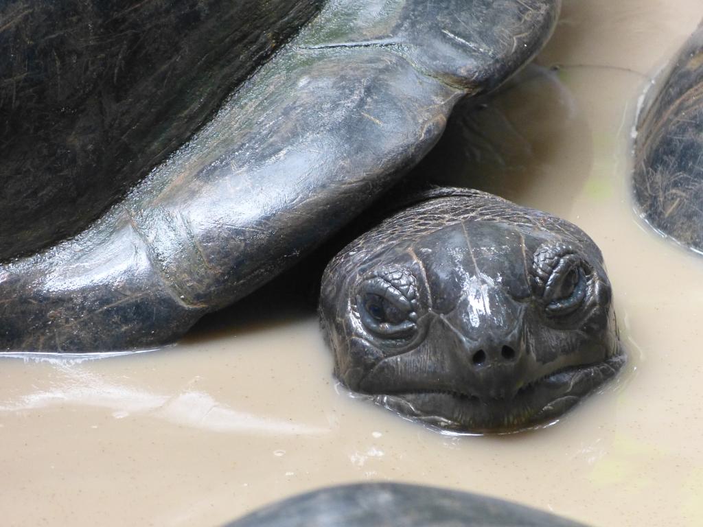 Schildkröte auf La Digue