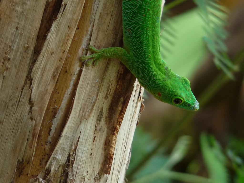 Grüner Gecko