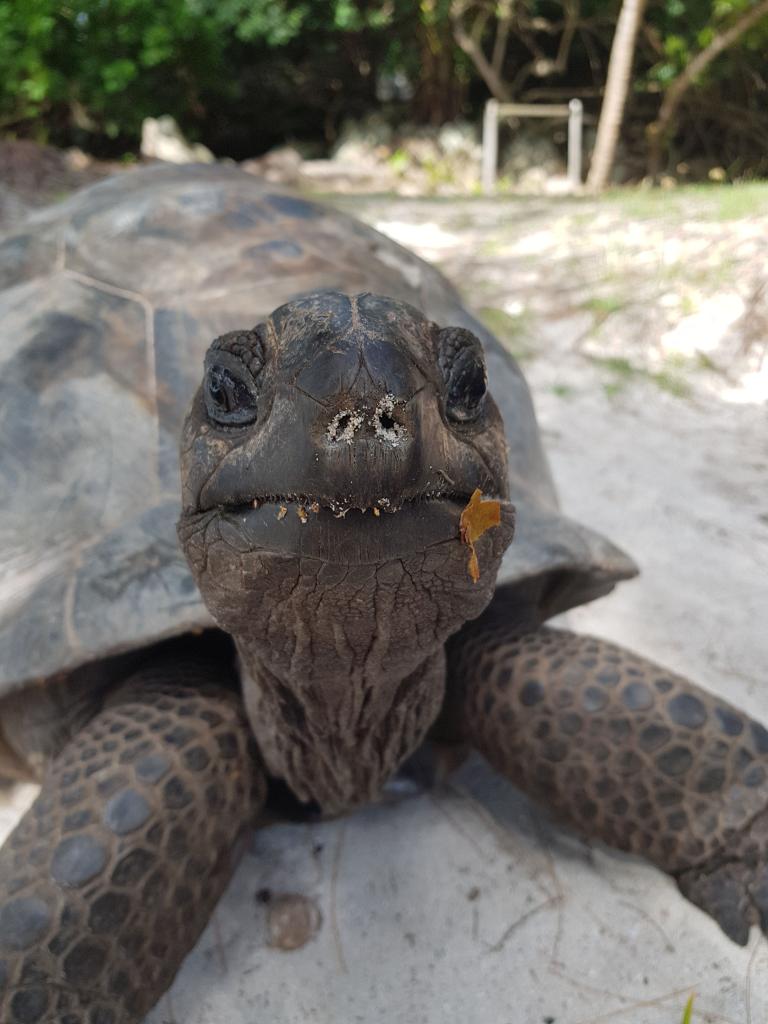 Riesenschildkröte auf Curieuse